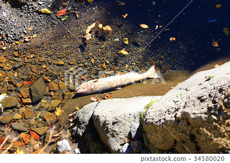Salmon after spawning (Kujigawa) 34580020