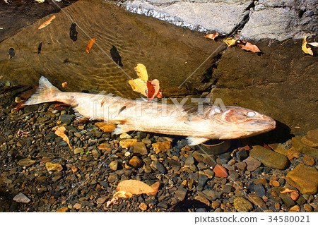 Salmon after spawning (Kujigawa) 34580021