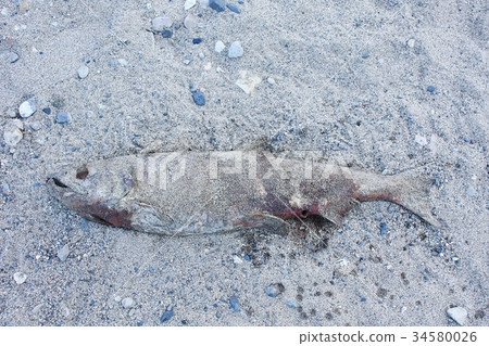 產卵後的三文魚（Kujigawa） 34580026