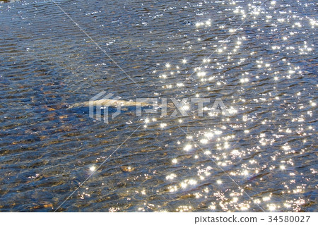 產卵後的三文魚（Kujigawa） 34580027