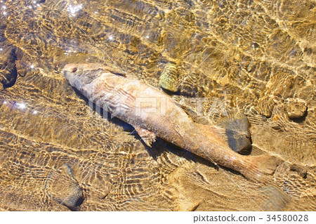 Salmon after spawning (Kujigawa) 34580028