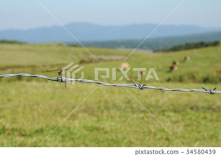 Dragonfly fixed to barbed wire 34580439