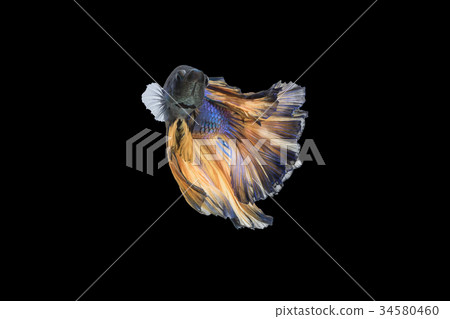 Beautiful movements of the Siamese fighting fish. 34580460