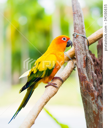 Sun Parakeet or Sun Conure Sun Parakeet or Sun Conure 34580835