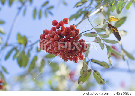 Red Rowan close-up 34580893