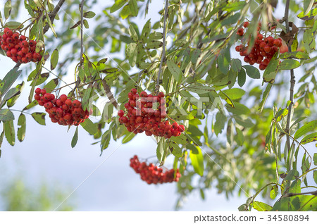 Red Rowan close-up 34580894