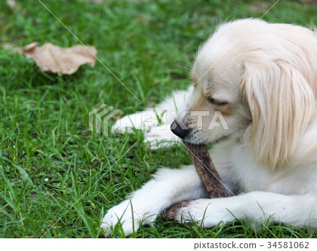 young cute lovely crossbreed dog on green grass 34581062