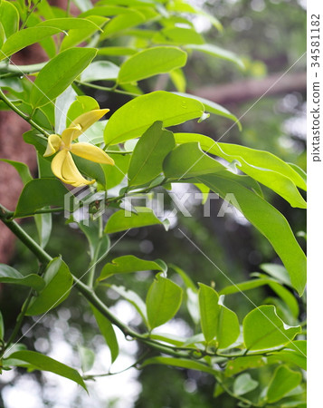 large creeping plant, ANNONACEAE leafs & flowers 34581182