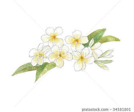 Plumeria 34581801