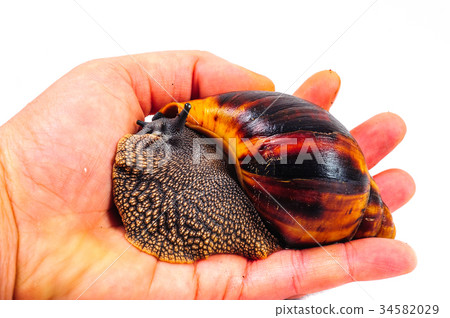Snail isolated on the white background 34582029