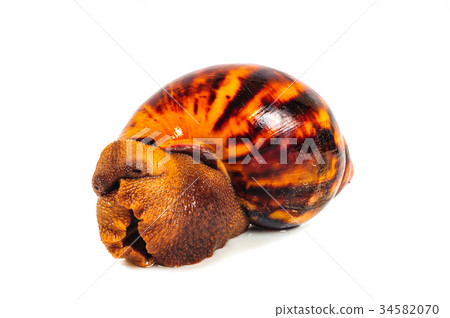 Snail isolated on the white background 34582070