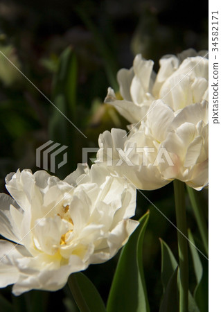 White tulip in the garden (Yae) 34582171