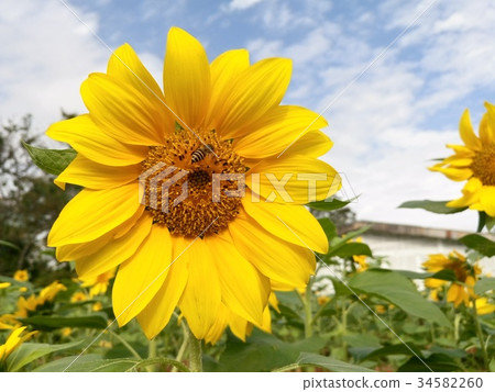 Sunflower 34582260