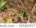 Shimate snake 34582457