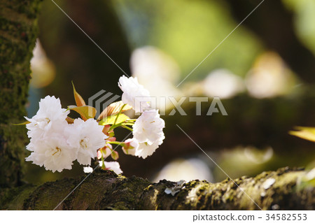 雙櫻花 雙櫻花 34582553