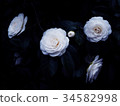 White camellia 34582998