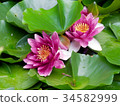 Water lily 34582999