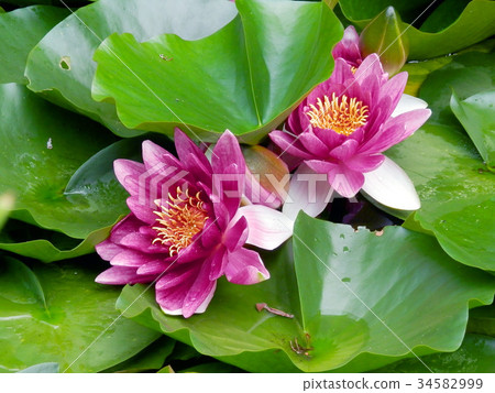 Water lily Water lily 34582999