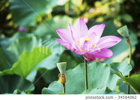 荷花 荷花 34584062