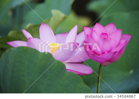 荷花 荷花 34584067