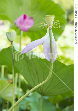 荷花 荷花 34584085