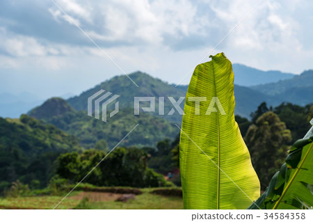 Scenic view of Srilankan mountain forest 34584358
