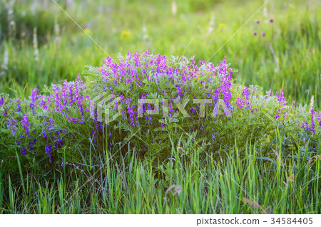 Blossoming Vicia tenuifolia in green grass Blossoming Vicia tenuifolia in green grass 34584405