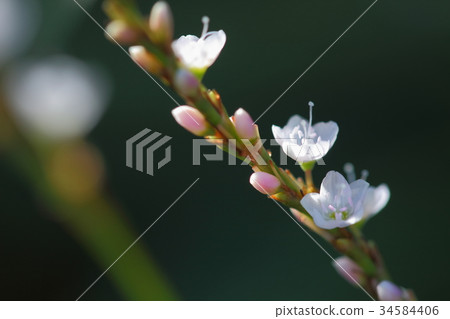 陽光 陽光 34584406