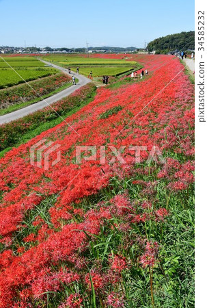 A cluster amaryllis along the arrow Katsukawa 34585232