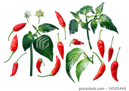 Aji Brazilian Bonanza pepper elements, paths 34585448