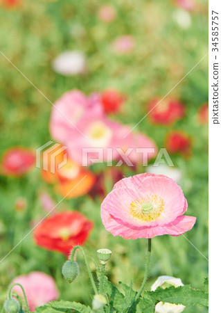 Pastel shirley poppy flowers Pastel shirley poppy flowers 34585757