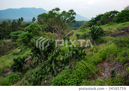 Scenic view of Srilankan mountain forest 34585759