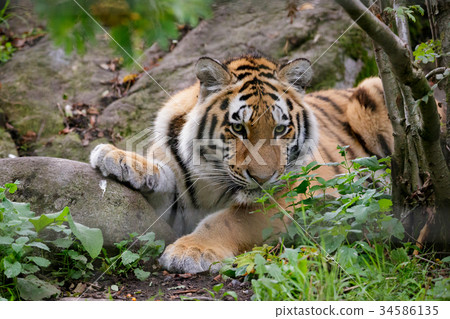 Siberian tiger panthera tigris altaica 34586135