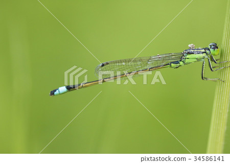藍尾蜻蜓 藍尾蜻蜓 34586141