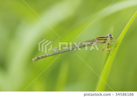 Blue-tailed dragonfly Blue-tailed dragonfly 34586186
