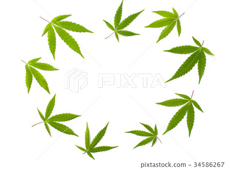 marijuana leafs isolated with copyspace 34586267