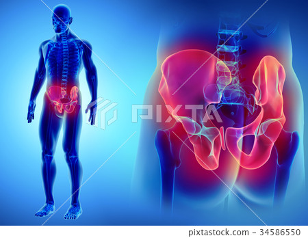 Hip Skeleton on blue background. Hip Skeleton on blue background. 34586550
