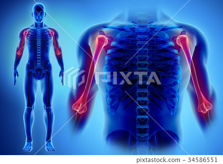 3D illustration of Humerus, medical concept. 3D illustration of Humerus, medical concept. 34586551