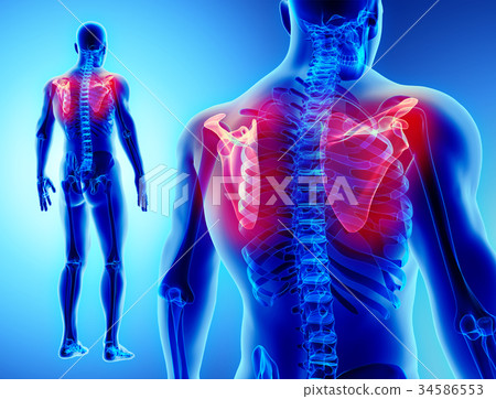 3D illustration of Scapula, medical concept. 3D illustration of Scapula, medical concept. 34586553