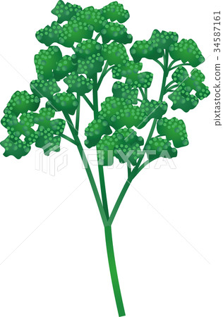 香菜 香菜 34587161