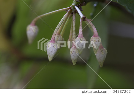 世界的Tsubomi 34587202