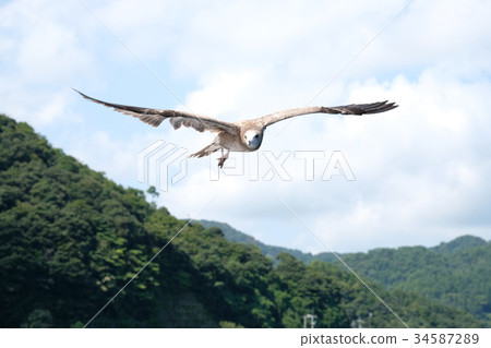 seagull 34587289