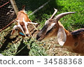 Goat 34588368