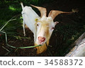 Goat 34588372