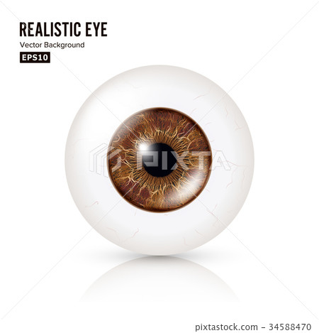 Realistic Detailed Human Eyeball. Vector 34588470
