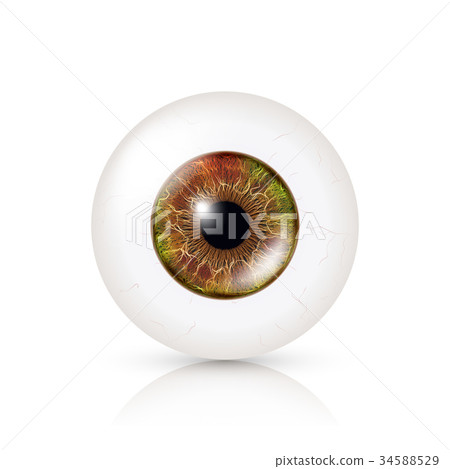 Realistic Detailed Human Eyeball. Vector 34588529
