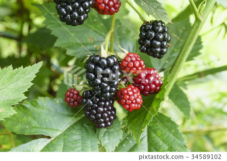 Blackberry, superbomber 34589102