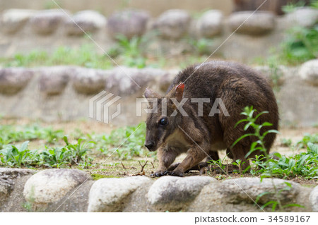 小袋鼠兒 34589167