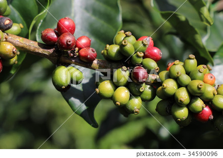 越南大叻 34590096