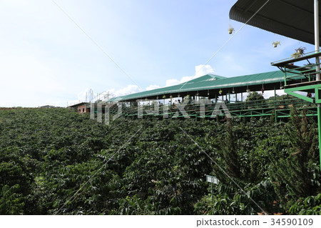 越南大叻 34590109